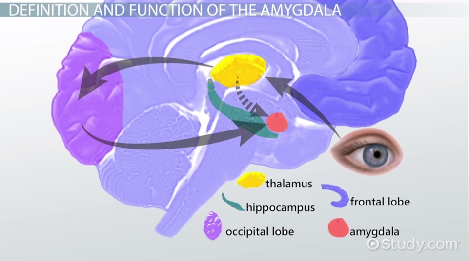 amygdala_screenshot_116992